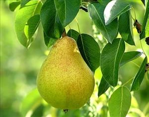 گلابی گلابی