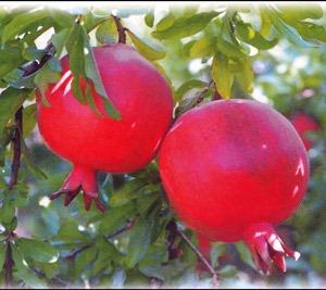 انار انار