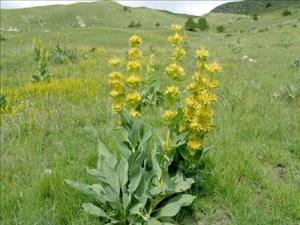 جنتیانا،ژانسیان،کوشاد جنتیانا،ژانسیان،کوشاد