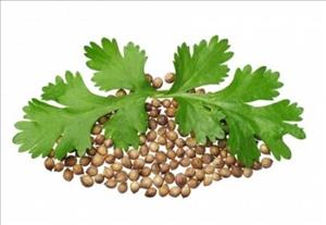 تخم گیشنیز تخم گیشنیز