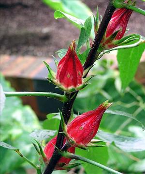 چای مکه چای مکه