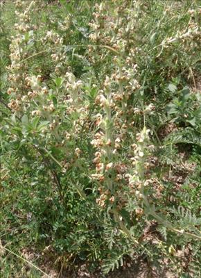 چله داغی چله داغی
