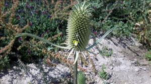 خواجه باشی خواجه باشی