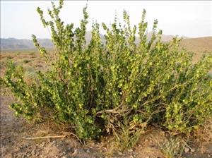 درمنه ترکی درمنه ترکی