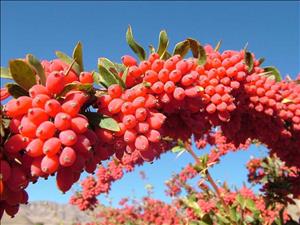 زرشک بی دانه زرشک بی دانه