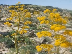 باریجه باریجه
