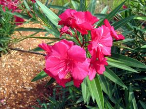 خرزهره خرزهره