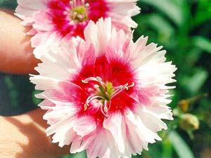 گل داوودی گل داوودی