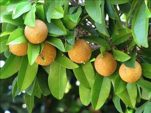 شربت عناب شربت عناب