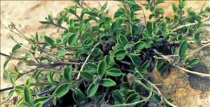دمنوش چای کوهی (هوفاریقون ) دمنوش چای کوهی (هوفاریقون )