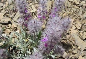 چای کوهی چای کوهی