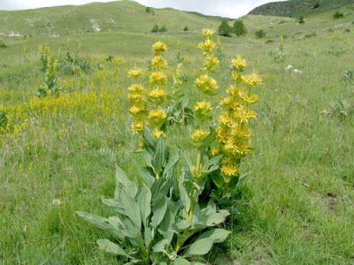 جنتیانا،ژانسیان،کوشاد جنتیانا،ژانسیان،کوشاد