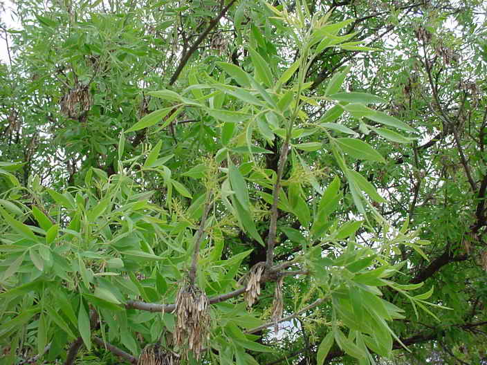 زبان گنجشک زبان گنجشک
