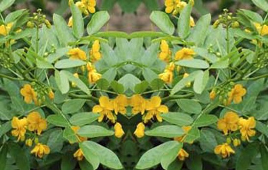 سنا سنا