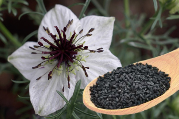 سیاه دانه،سیاه تخمه،شونیز سیاه دانه،سیاه تخمه،شونیز