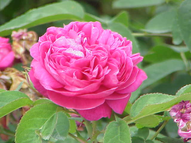 گل محمدی گل محمدی