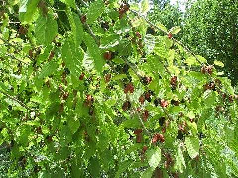 چلغوز چلغوز