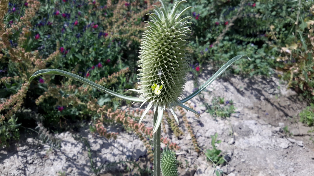 خواجه باشی خواجه باشی