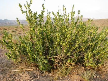 درمنه ترکی درمنه ترکی