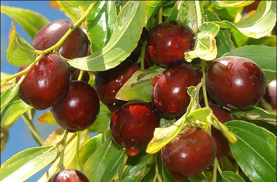 عناب عناب