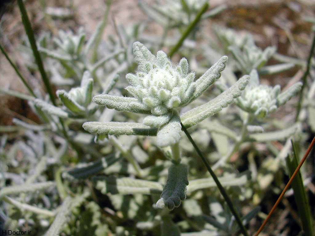 گلپوره گلپوره
