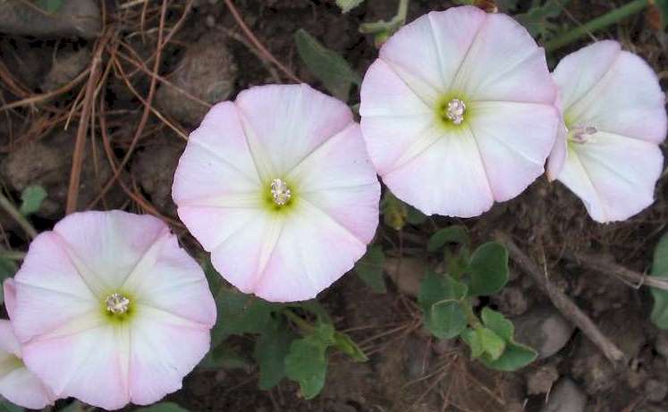 پیچک صحرایی پیچک صحرایی