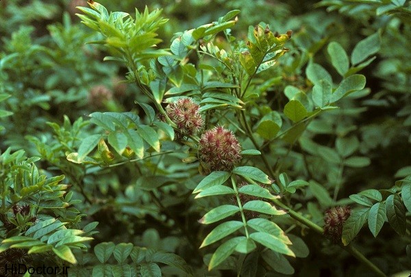 شیرین بیان شیرین بیان