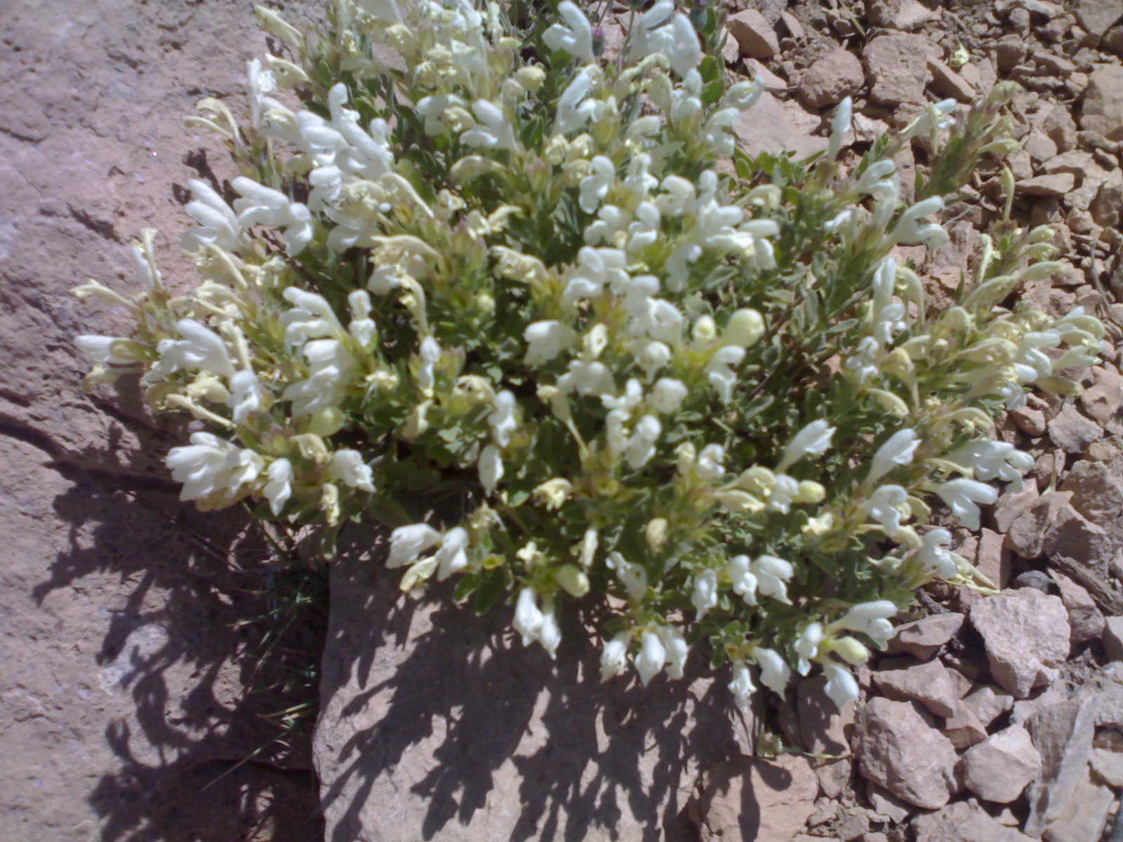 گزنگبین گزنگبین