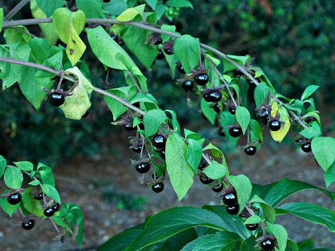 روناس روناس