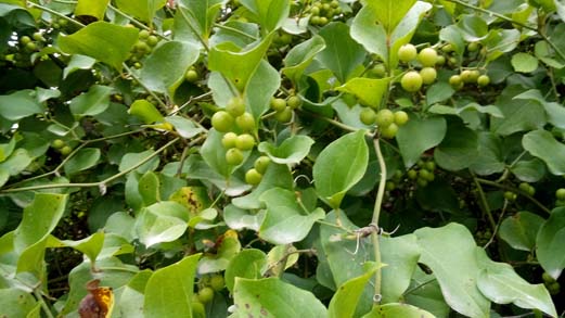 آش انگور آش انگور