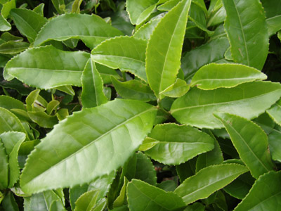 چای سبز چای سبز