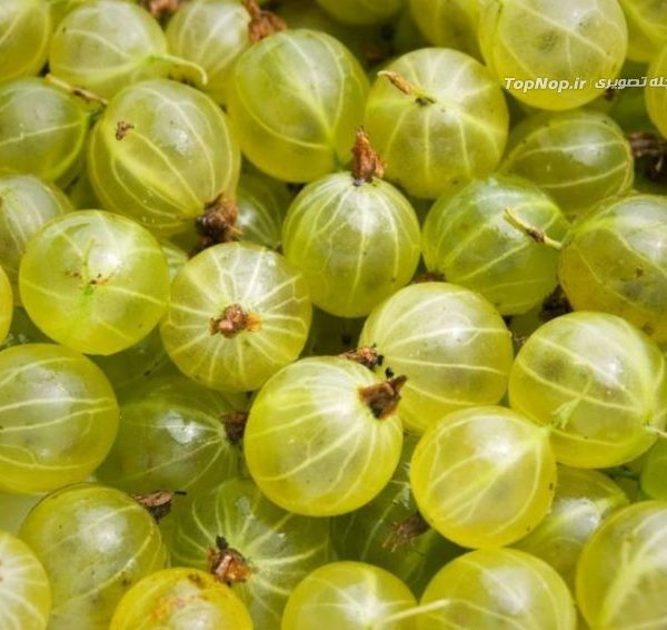 انگور فرنگی خاردار انگور فرنگی خاردار