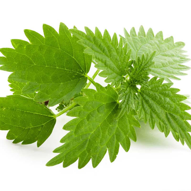 گزنه (انجره) گزنه (انجره)