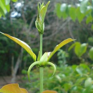 پنجه گربه،دارسنا پنجه گربه،دارسنا