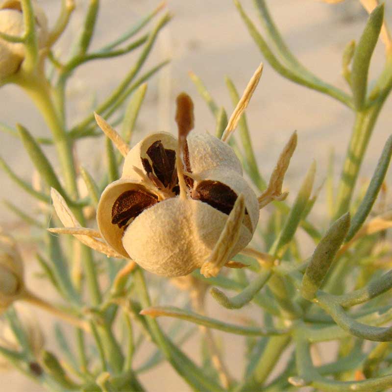 اسفند اسفند