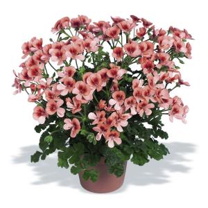 شمعدانی عطری شمعدانی عطری