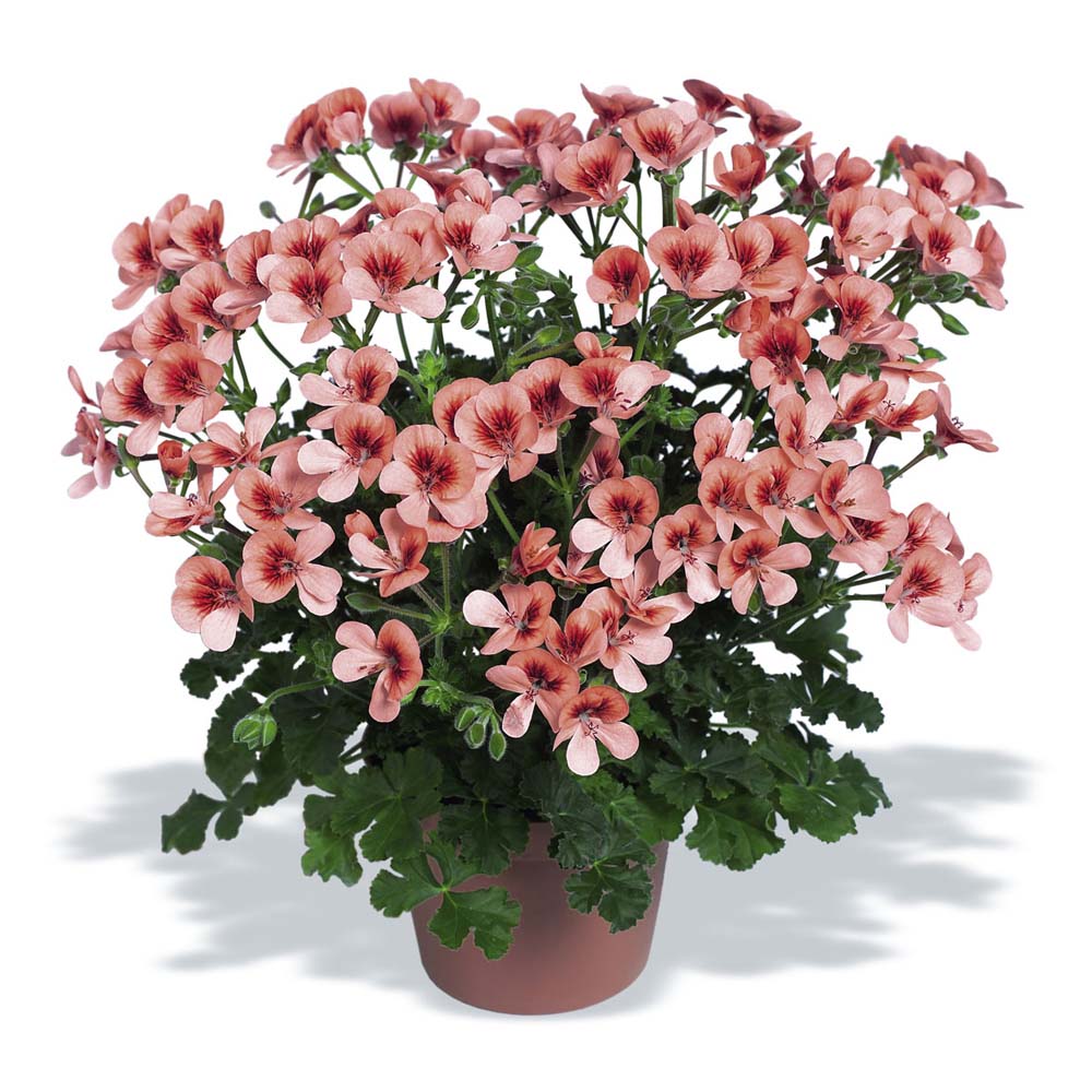 شمعدانی عطری شمعدانی عطری
