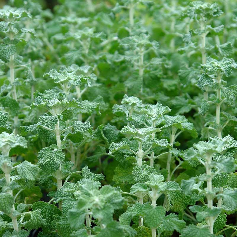 پای گرگ پای گرگ