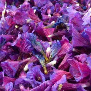 خمیره گاوزبان خمیره گاوزبان