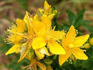 علف چای علف چای
