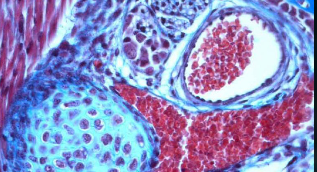 مولکولار پاتولوژی IHC مولکولار پاتولوژی IHC