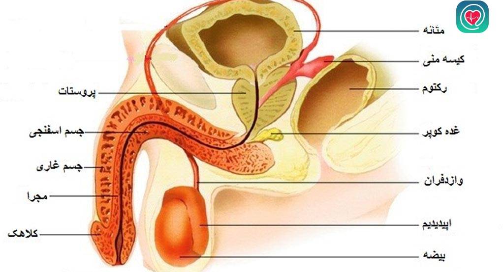 عکس بیضه طبیعی علائم سرطان بیضه غده در بیضه