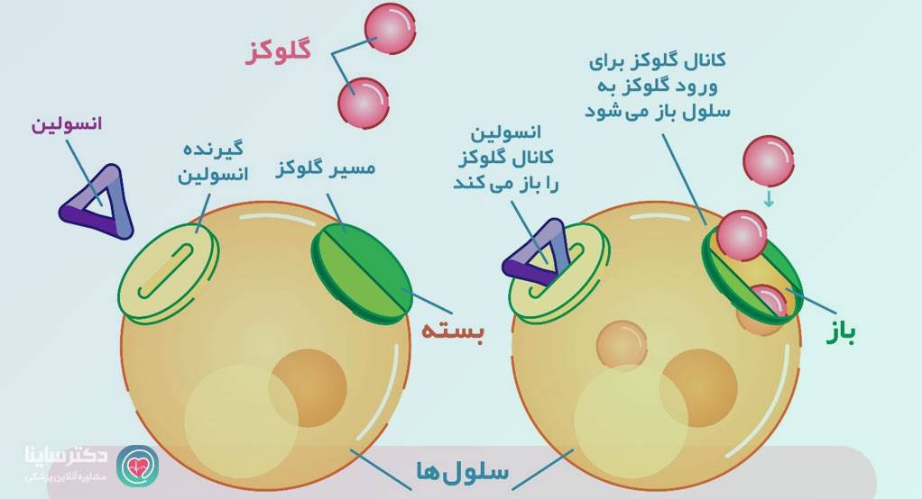 دیابت نوع 2 چیست 