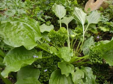 بارهنگ،بارهنگ کبیر