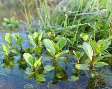 ترتیزک آبی،سیزاب