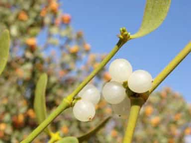 دارواش،واش،بورگ آغاجی