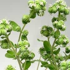 مرزنگوش وحشی