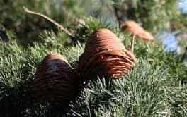 ابهل(ساوین)