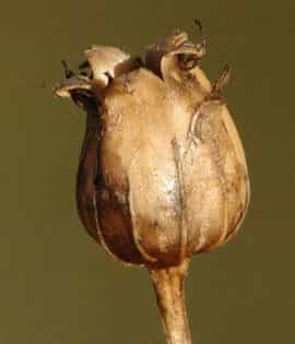 چوبک ، چوغان