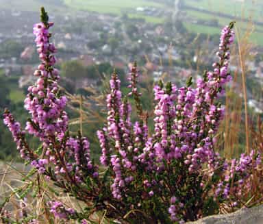 خلنگ،علف جارو